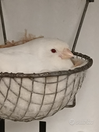 Canarini Bianco recessivo