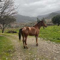 Cavalla prezzo trattabile