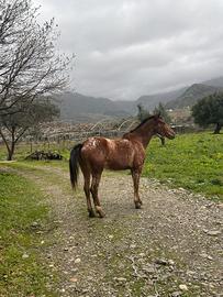 Cavalla prezzo trattabile