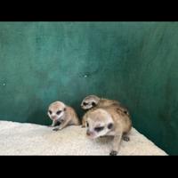 Cuccioli di suricato