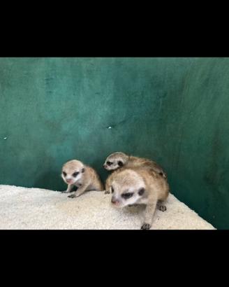 Cuccioli di suricato