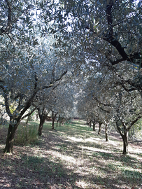 Uliveto con bosco a Castegnero (Vi)