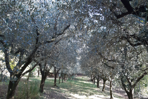 Uliveto con bosco a Castegnero (Vi)