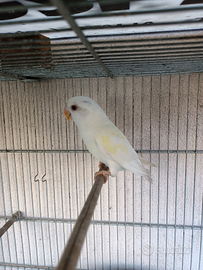 Giovane inseparabile cremino opalino