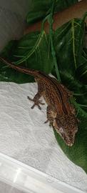 Gecko auriculatus