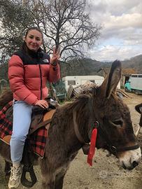 Asinella gravida e domata