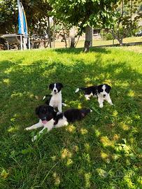 Cuccioli di Border Collie