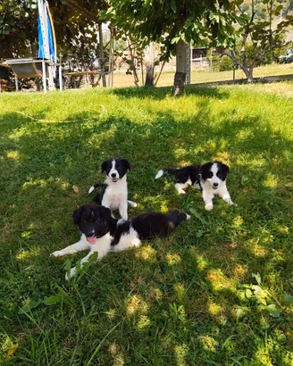 Cuccioli di Border Collie
