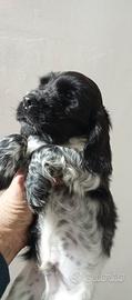 Cucciolo di cocker spaniel
