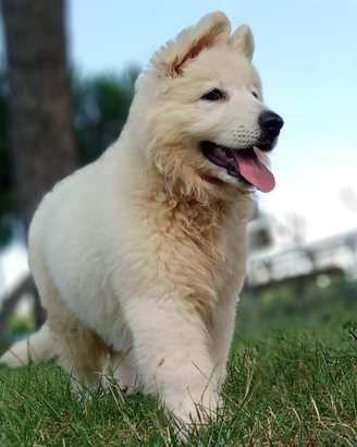 Ultimo cucciolo
