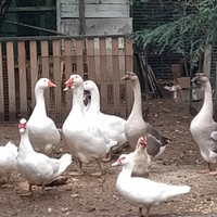 Oche del campidoglio