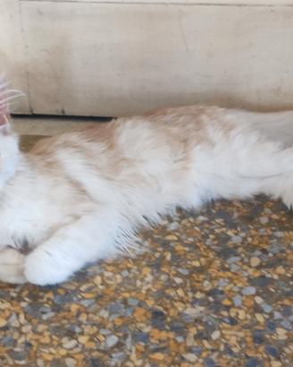 Maine coon