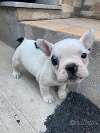 Disponibile cucciola di bulldog francese originale