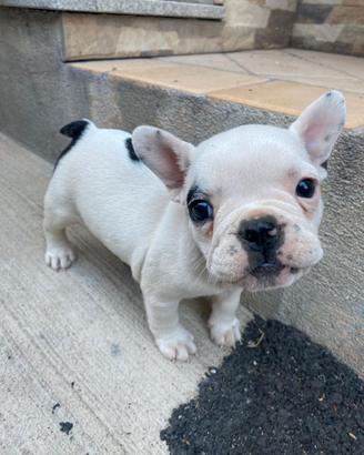 Disponibile cucciola di bulldog francese originale