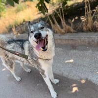 Laika Siberiana a nome Volya (libertà, forza)