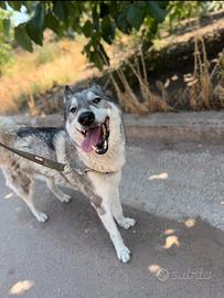 Laika Siberiana a nome Volya (libertà, forza)