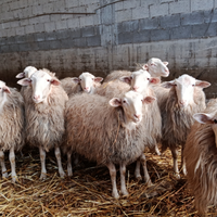 Arieti razza sarda ARR/ARR