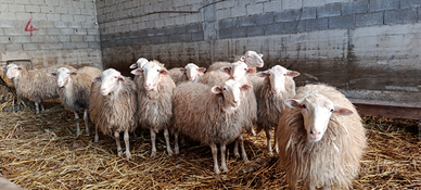 Arieti razza sarda ARR/ARR