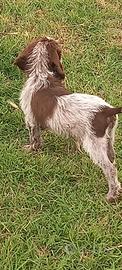 Cuccioli di spinone