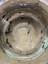 Neo caridine blue dream