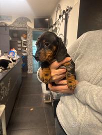 Bassotto Nano Tedesco