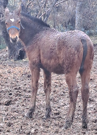 Cavalli / puledri / paint e andalusi