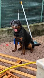 Rottweiler
