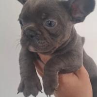 Cane bulldog francese blu