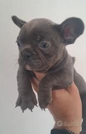 Cane bulldog francese blu