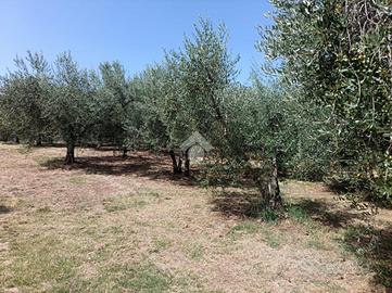 TER. AGRICOLO A MONTOPOLI DI SABINA