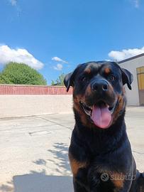 Rottweiler maschio