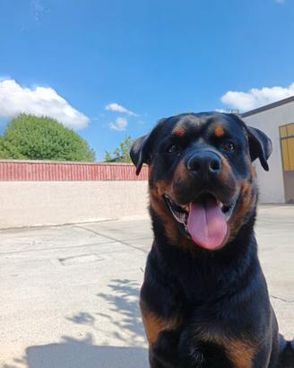 Rottweiler maschio