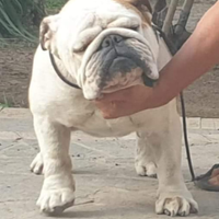 Bulldog inglese per monta