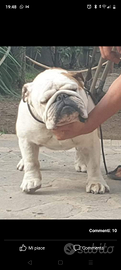Bulldog inglese per monta