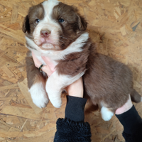 Cucciolo pastore australiano