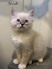 Cuccioli di ragdoll con pedigree