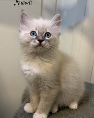 Cuccioli di ragdoll con pedigree