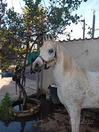 Cavallo arabo