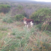 Cane springer spaniel