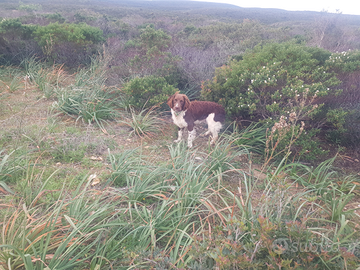 Cane springer spaniel