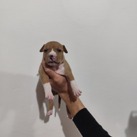 Cuccioli di Amstaff e pittbull