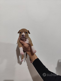 Cuccioli di Amstaff e pittbull