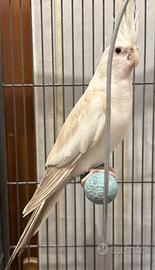 Calopsita fallow