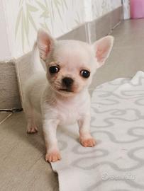 Chihuahua pedigree enci mini