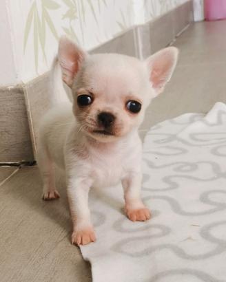 Chihuahua pedigree enci mini