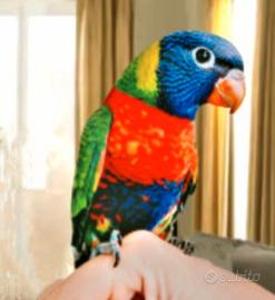 Lorichetto arcobaleno femmina