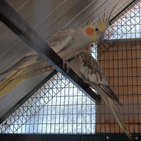 Pappagalli callopsite