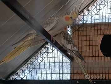 Pappagalli callopsite