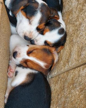 Cuccioli di beagle tricolore
