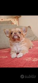 Chihuahua cucciola pelo lungo